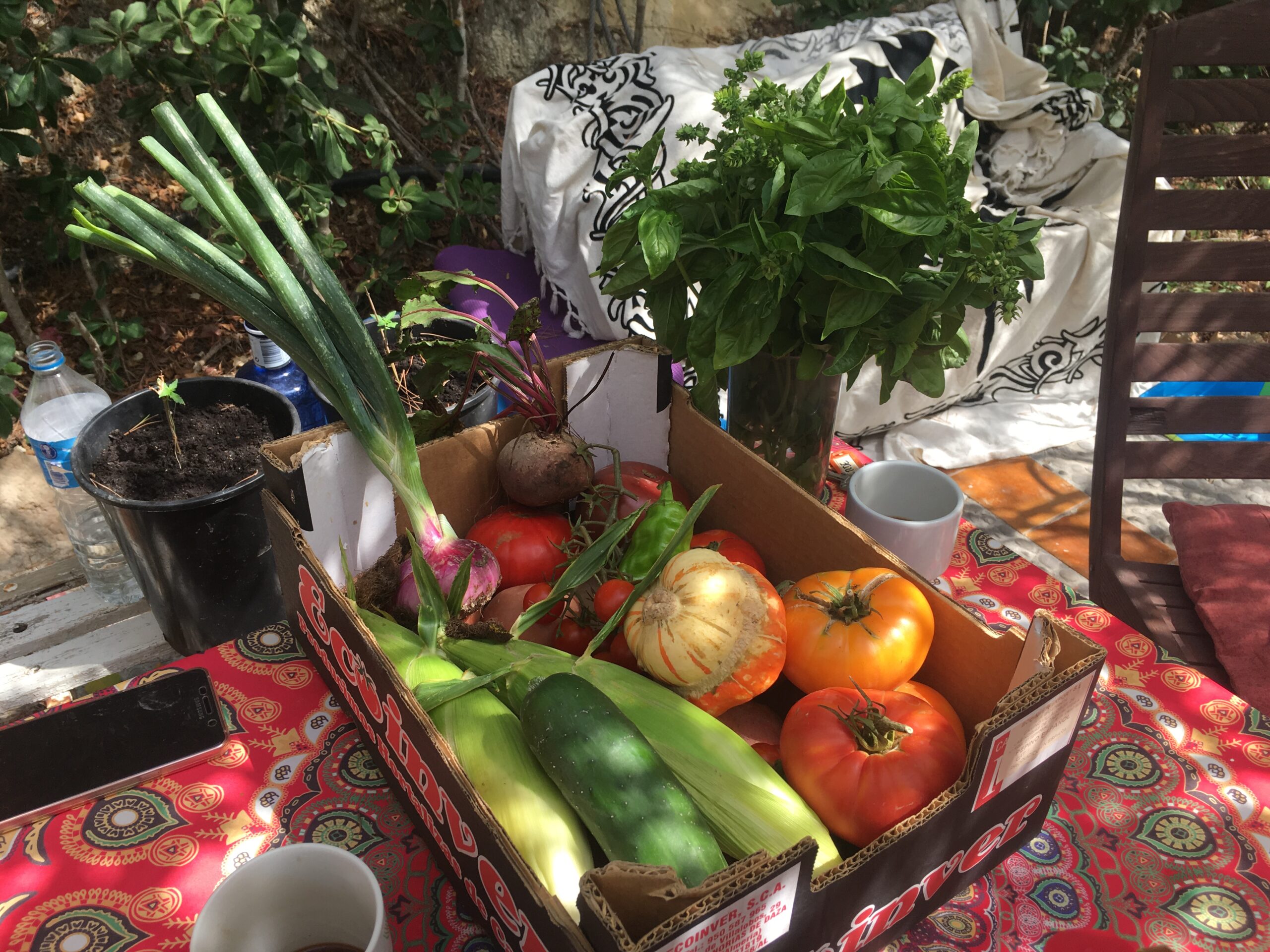 Ibiza Local vegetables